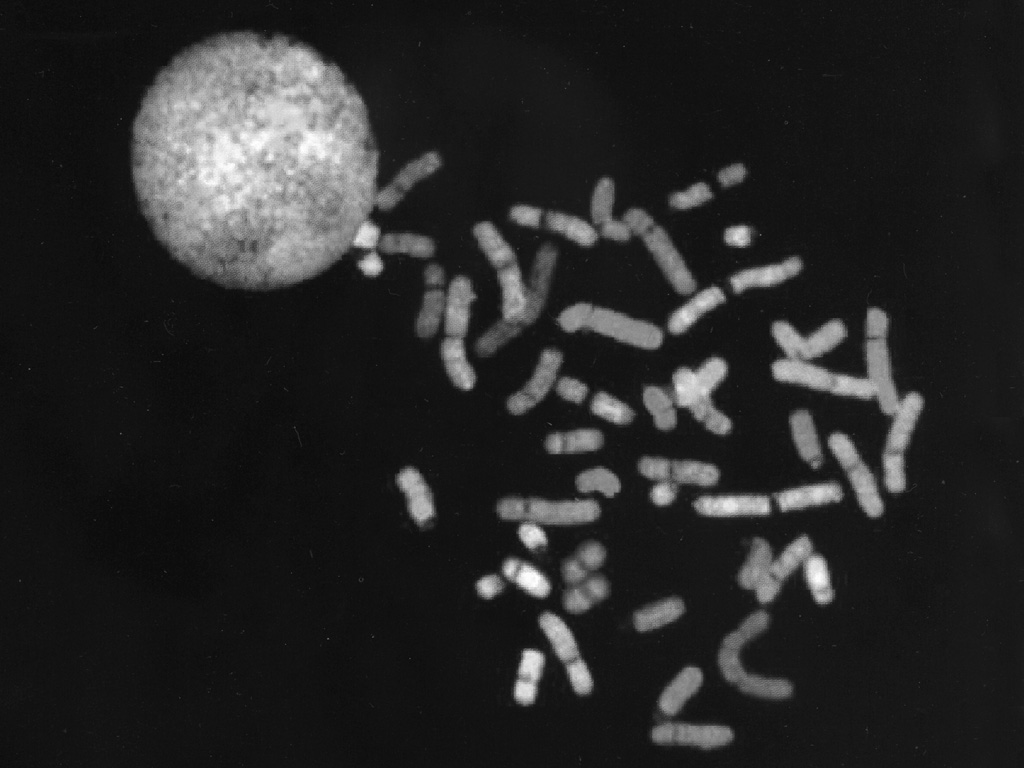 black and white dna print